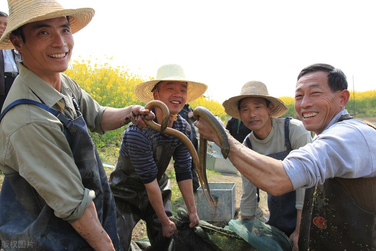 黄鳝怎么养殖才能赚钱,黄鳝养殖技术大全和利润