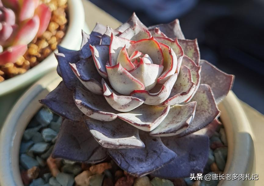 根系很发达的多肉怎么修根,刚买回来的多肉