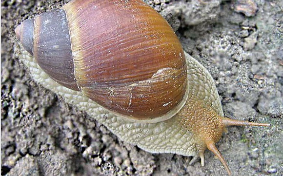 大千世界追寻神秘生物,大千世界昆虫