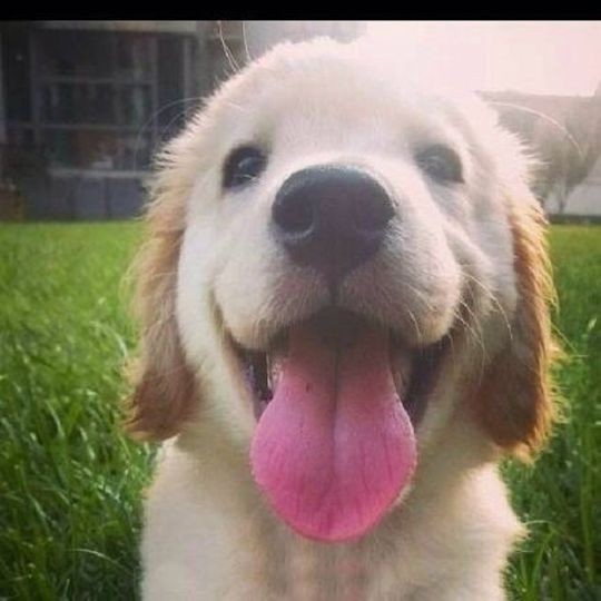 狗狗们能吃米饭吗,狗狗们可以吃花生吗