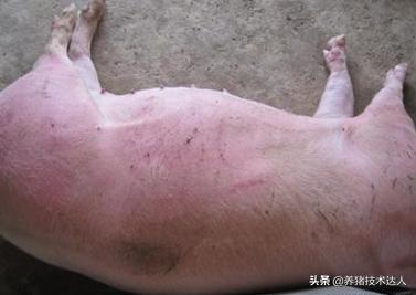 链球菌的症状及防治,链球菌最佳治疗方法