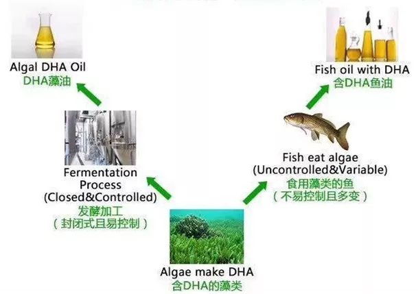 测评dha藻油,测评dha青少年吃什么牌子的好