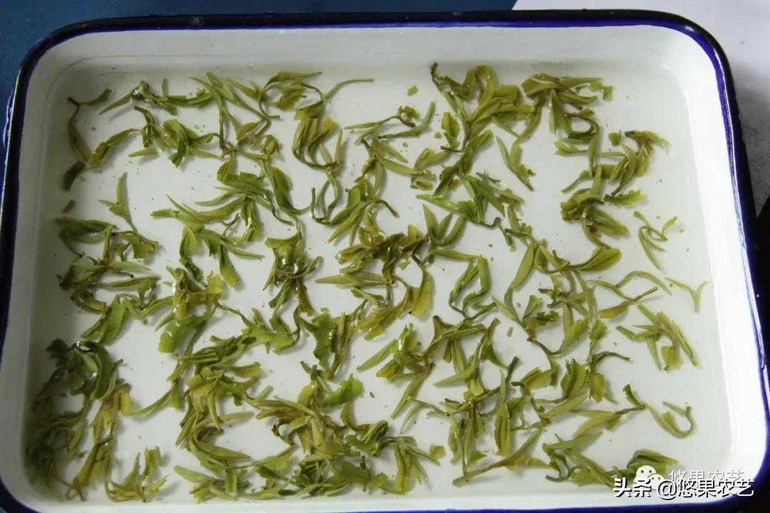 普陀佛茶明前茶,2017普陀佛茶