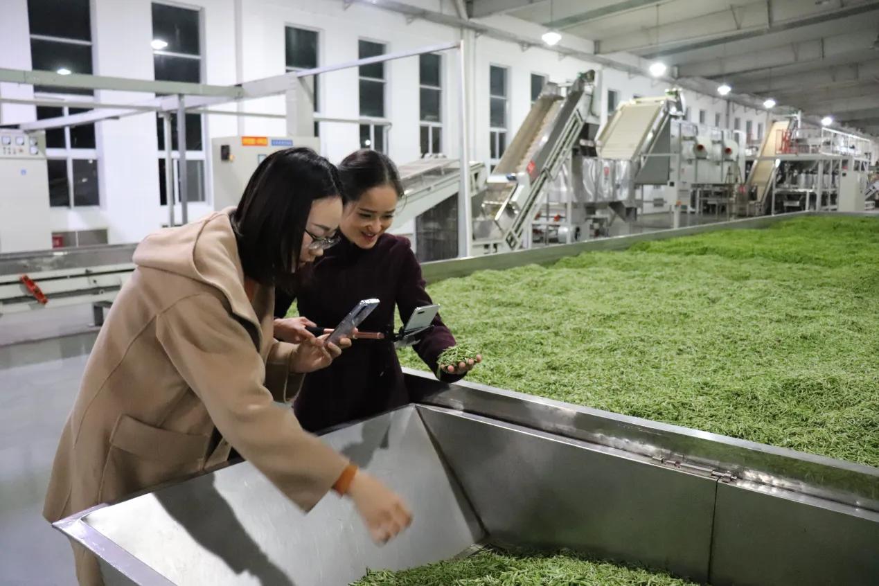 春茶采摘乡村振兴,五峰春茶开园节成功举办