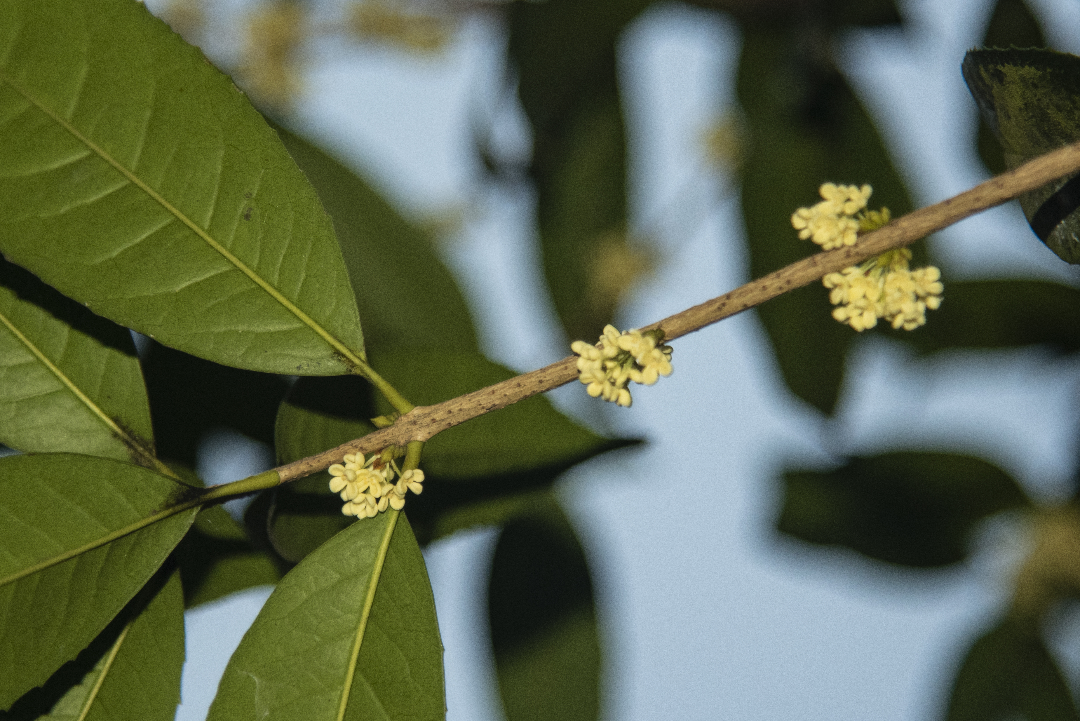 内置闪光灯和外置闪光灯拍摄效果,摄影中的闪光灯怎么玩