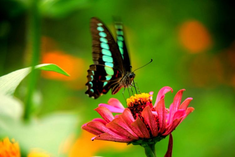 原创蝴蝶恋花,蝶恋花蝴蝶原唱