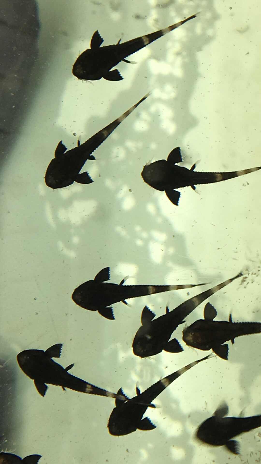 阴阳直升机全红,阴阳直升机图片