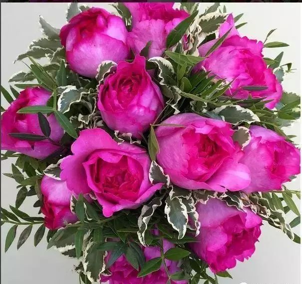 一万年一次的2020520;一起认识100种玫瑰~别送错啊