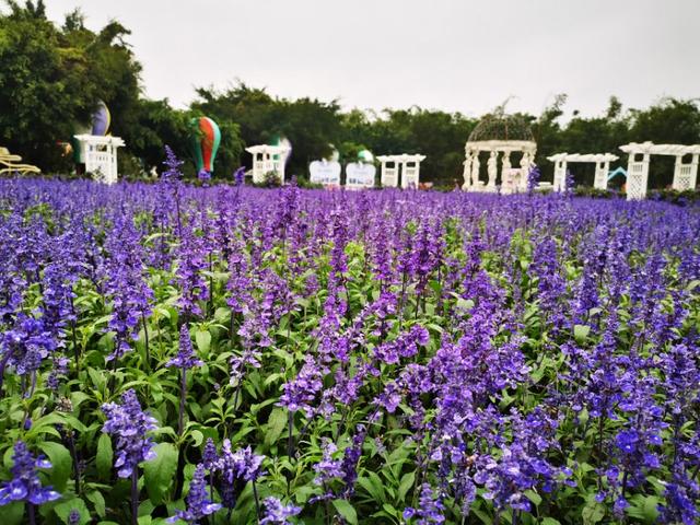 百万葵园二日游最佳路线图,广州百万葵园春天旅游攻略