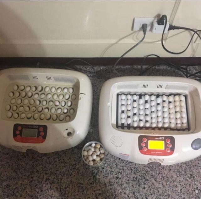 网友花了260元买榴莲,网友花1000块钱买了柴犬