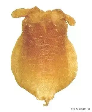 土鳘和赤嘴鳘的区别图片,鱼胶科普视频