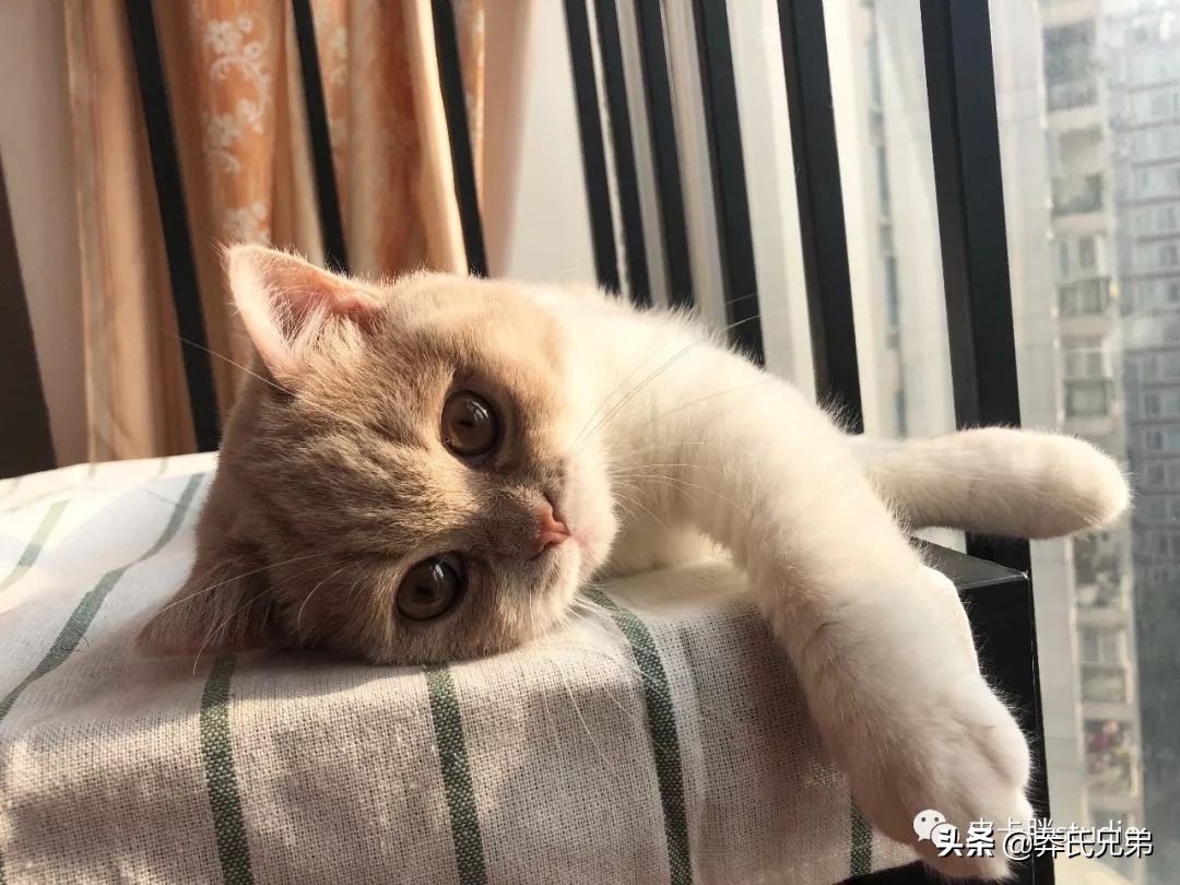 可爱小奶猫刚生出成长日记,一只小奶猫的成长过程
