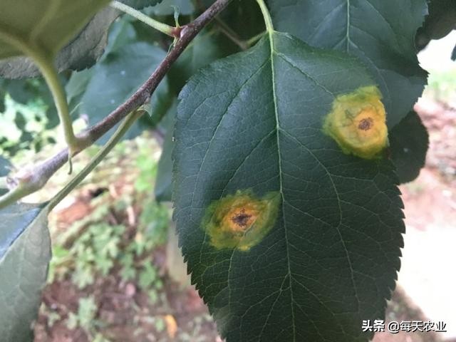 苹果树叶上的羊胡子锈病怎样防治,果树上面长羊胡子病用什么药