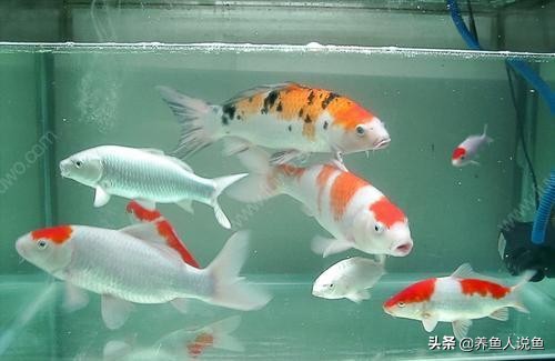 在锦鲤鱼缸里养鲟鱼好吗,养锦鲤鱼对鱼缸有什么好处