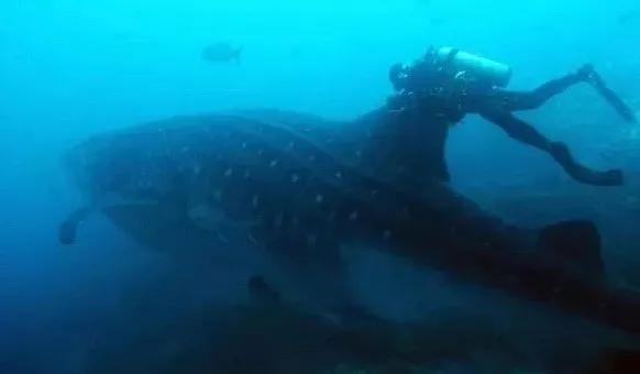 2020奥斯卡最佳动画玩具总动员4 (奥斯卡最佳动画片玩具总动员4)