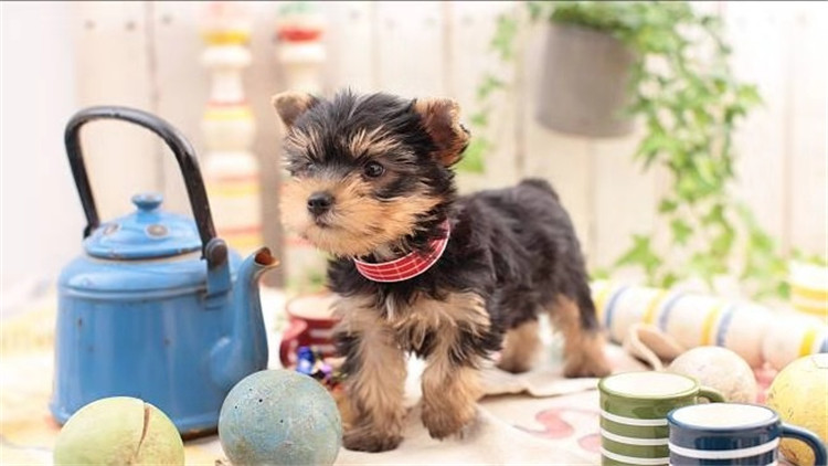 常见的梗犬有什么,梗犬是什么狗