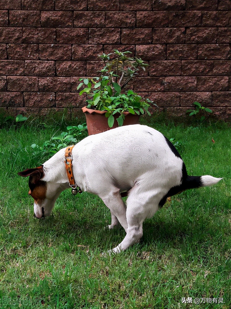 狗狗为什么会便秘,狗狗疝气导致便秘