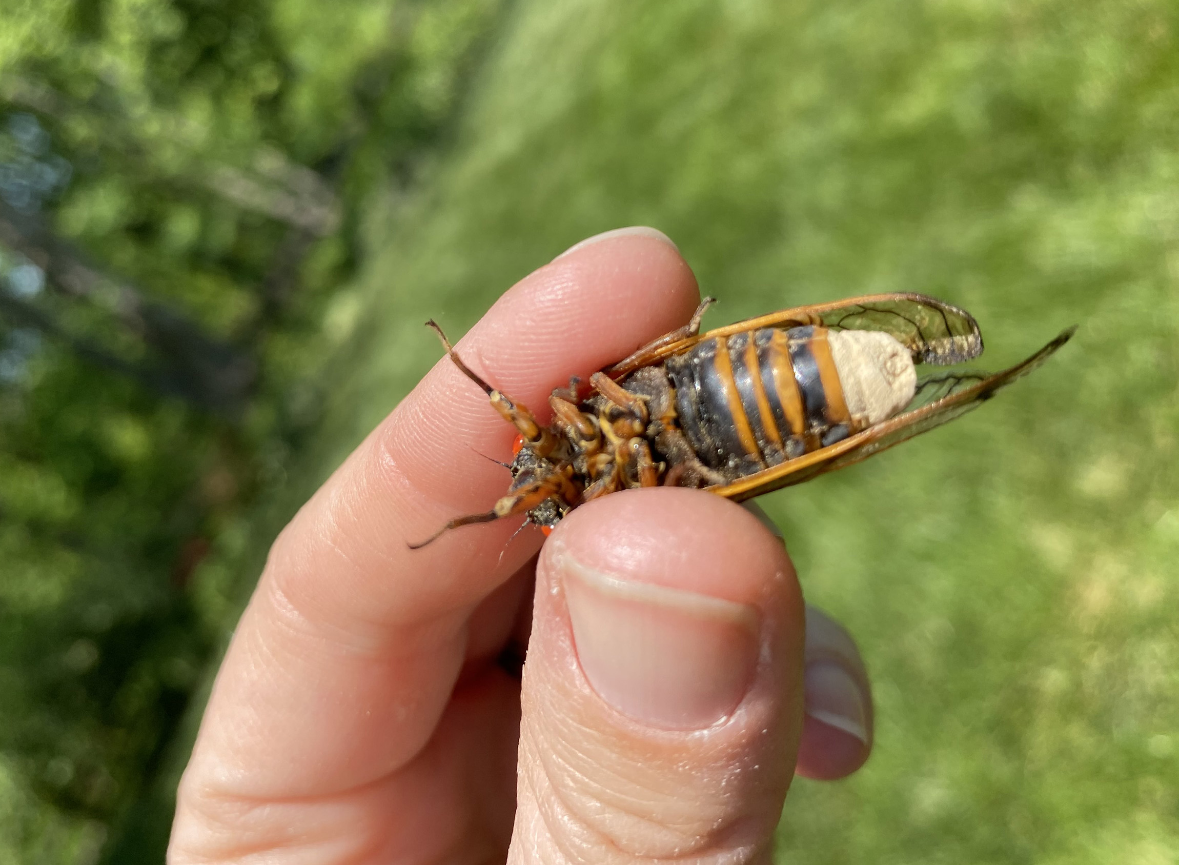 美国十七年蝉视频,美国十七年蝉有多壮观