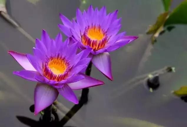 中国十大名贵稀有植物物种,全身是宝的名贵植物有哪些