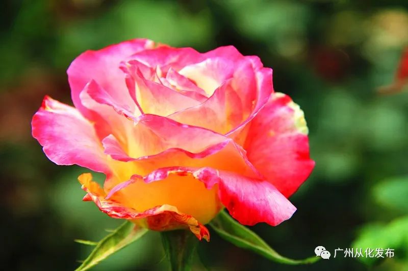 颜值100分以上,颜值100分气质100分