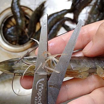 爱吃虾人士的美食食谱,爱吃虾的人怎么挑虾尾呢