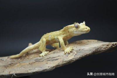 纸能干嘛？在她手上纸能变成活的