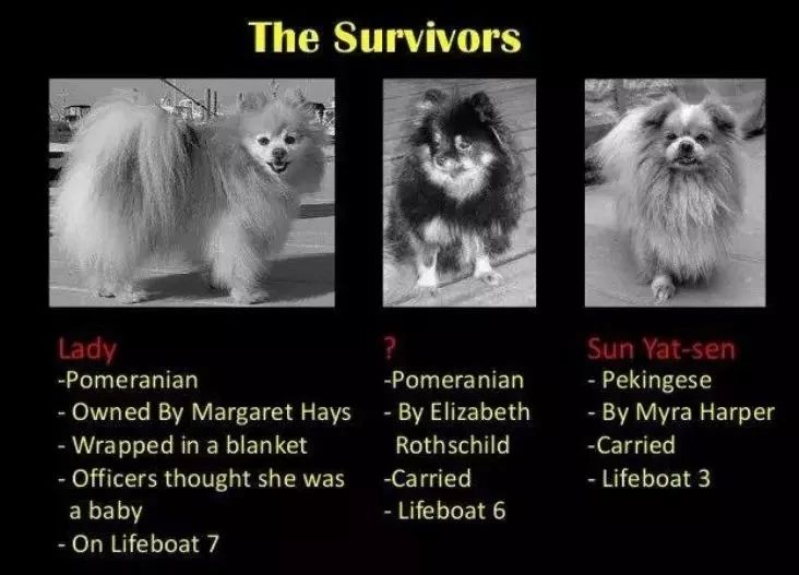 20个关于狗狗的冷知识，99.99%的铲屎官都不知道