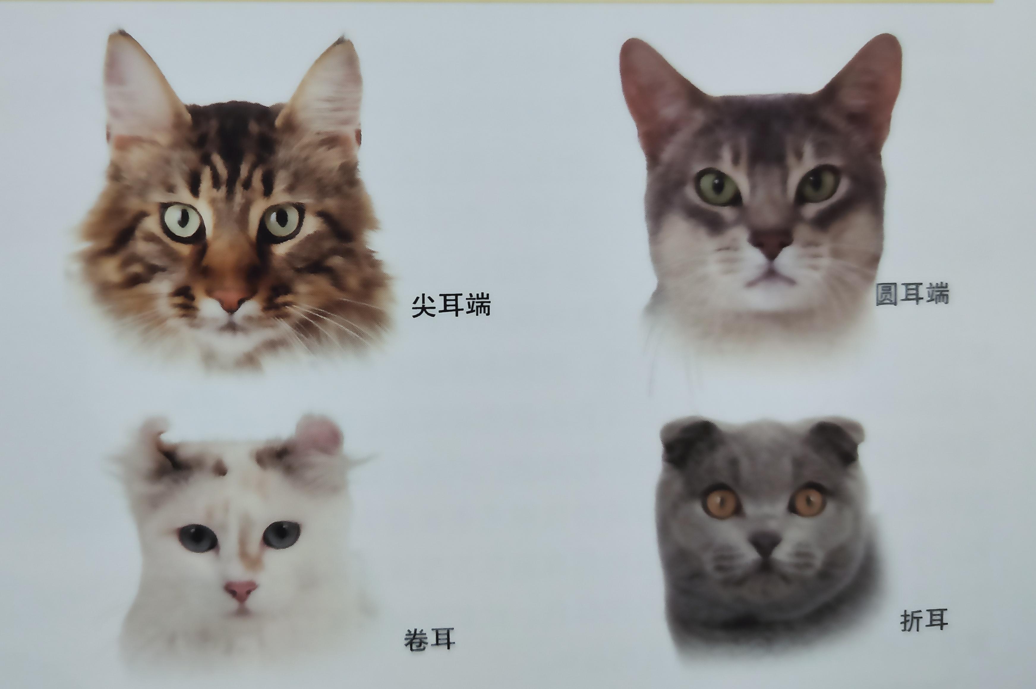 有些人家里养了非常多的猫咪,很多人都养猫咪的原因