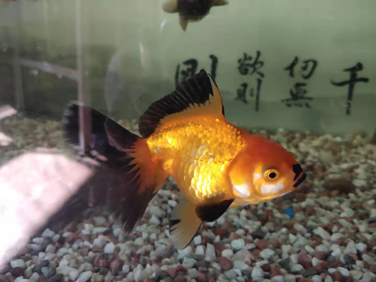 金鱼老掉鳞怎么回事,没有寄生虫金鱼为什么蹭缸