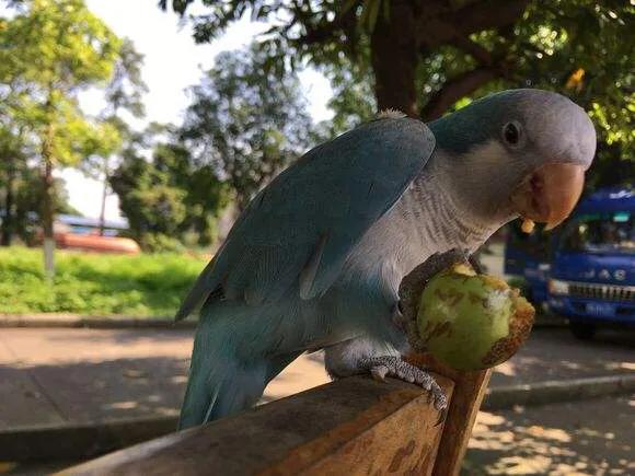 和尚鹦鹉和金太阳鹦鹉能合笼吗,吸蜜鹦鹉和和尚鹦鹉哪个更好