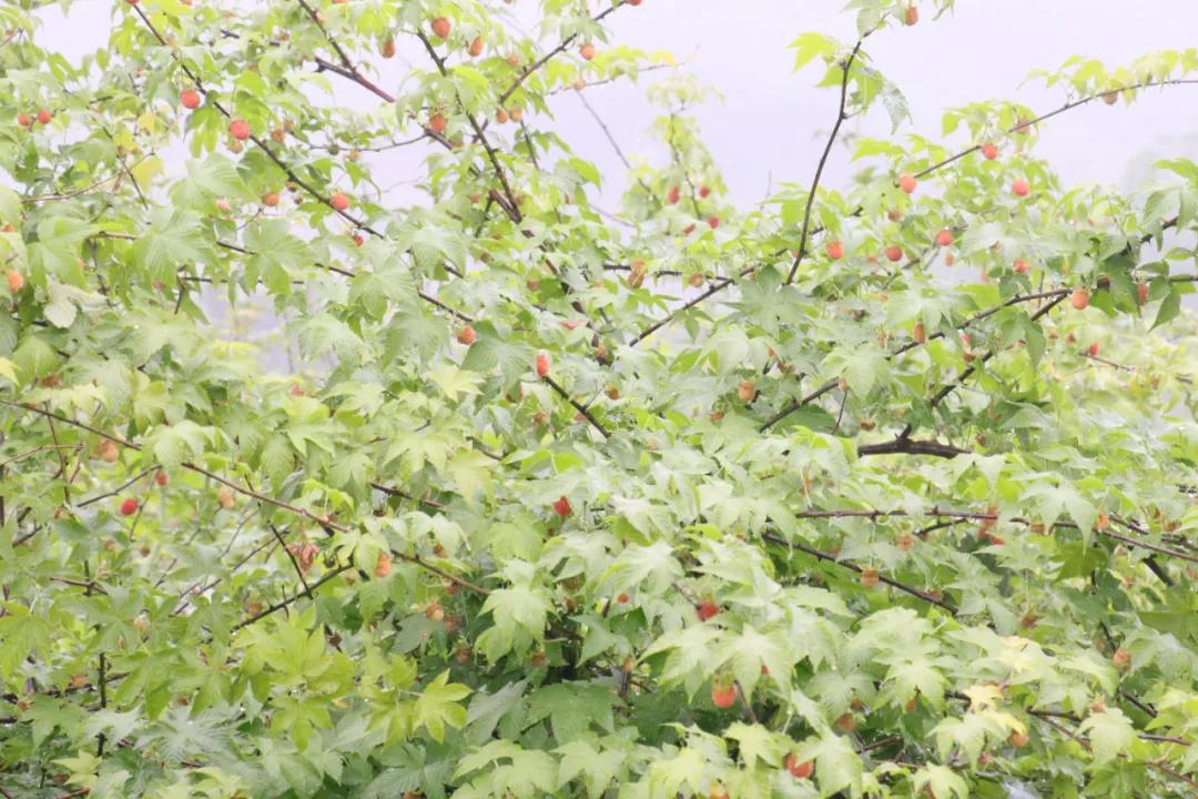 诸暨哪里树莓采摘最好,诸暨摘树莓