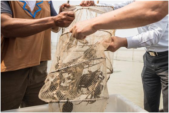 忙归忙，勿忘六月黄！快来天猫吃洪泽湖大闸蟹“六月黄”