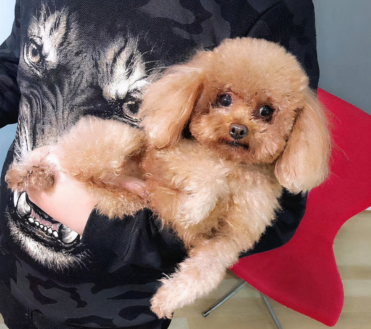 泰迪犬几种颜色最好,什么颜色的泰迪犬最贵最好