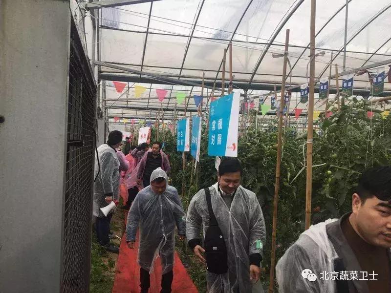 拜耳消杀白粉虱,拜耳治白粉虱特效药