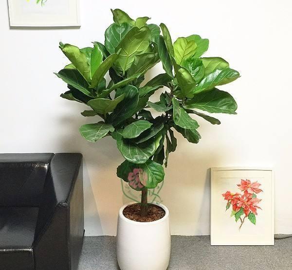 9种“健康花”,客厅一放,吸废气又高档,旺家更旺人