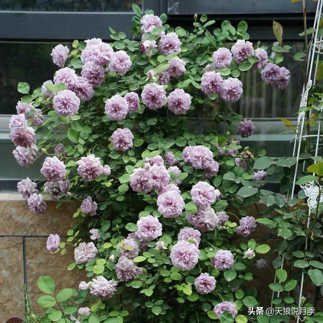 阳台还可以种植什么花种,阳台上也可以种出好看的花