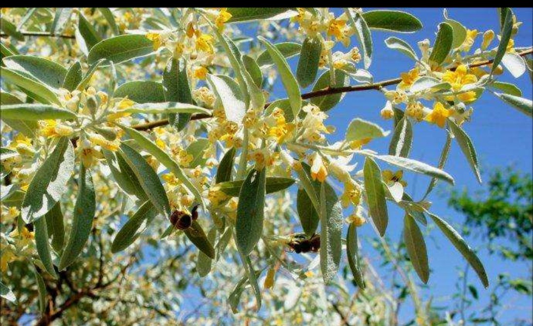 端午节甘肃美食,武威端午节吃什么美食
