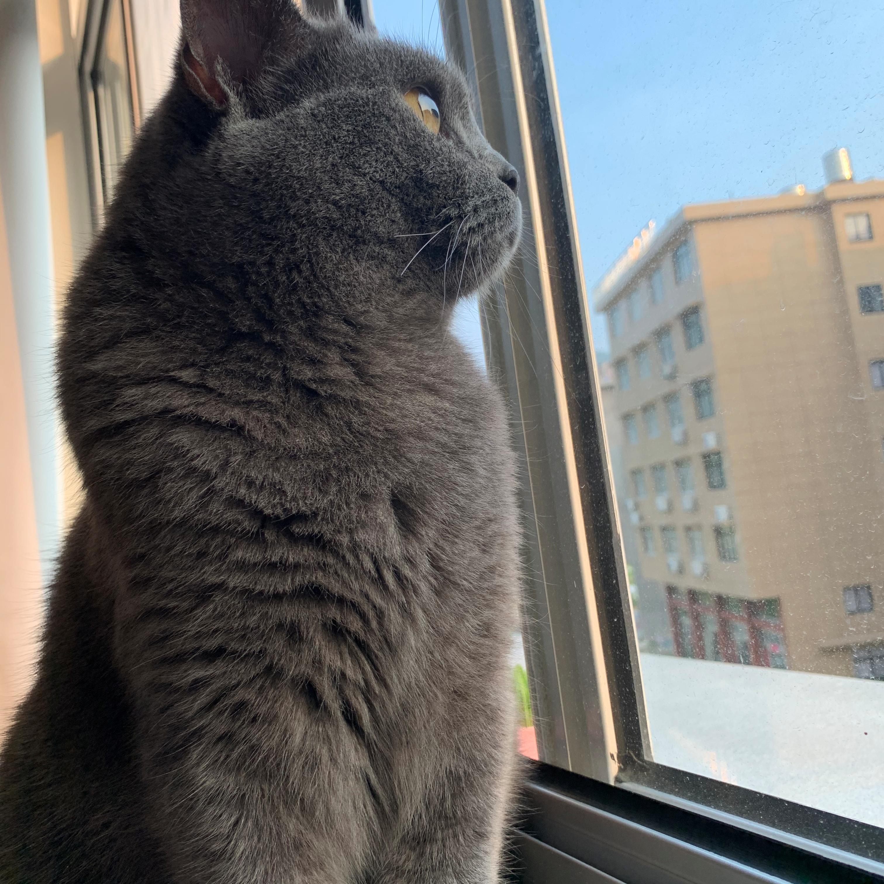 猫咪不吃生骨肉怎么办,猫咪生骨肉不吃怎么办