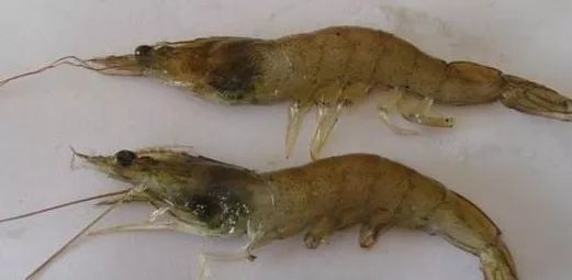 黑鳃、烂鳃、绿鳃、黄鳃，都让你心塞