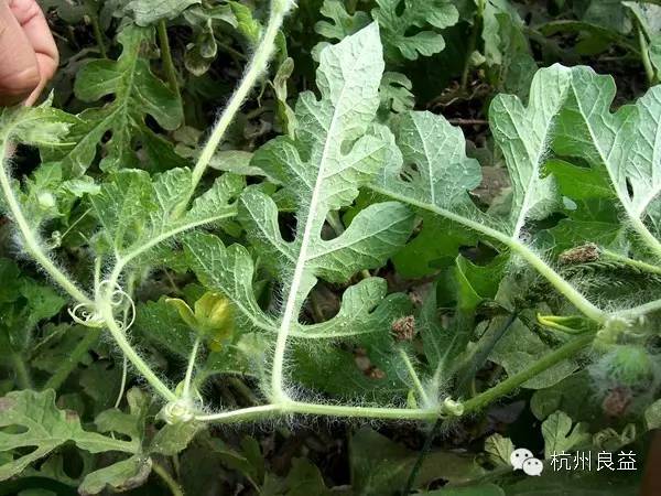 西瓜病虫害一本通表,西瓜红薯种植病虫害防治