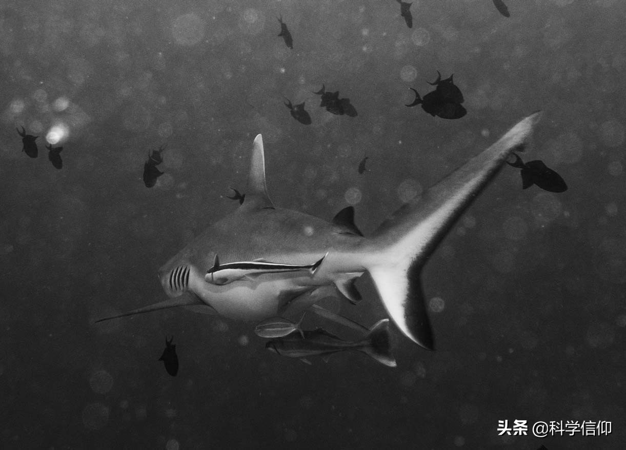 鲨鱼凶猛，但当失去鱼鳍的鲨鱼被放归海洋，等待它们的只有死亡