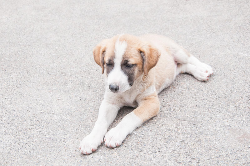 宠物狗呕吐怎么办最有效的方法,狗狗连续呕吐黄粘液是怎么回事