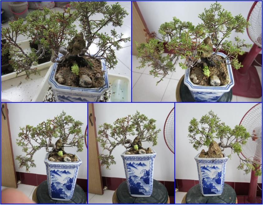 鱼川真柏盆景养殖方法,从养多肉到盆景