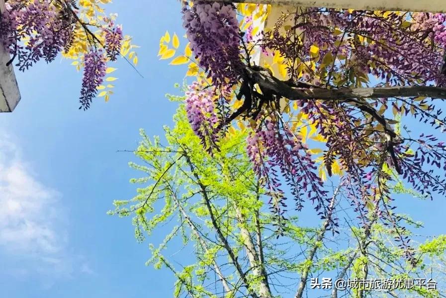 紫藤挂云木花蔓宜阳春下一句,紫藤挂云木花蔓宜阳春整首诗