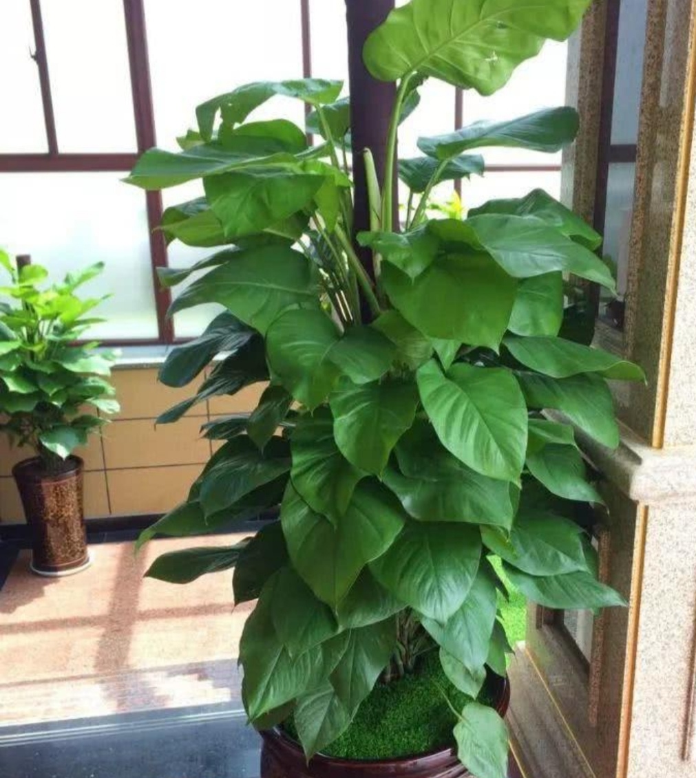 花叶子有灰尘怎么擦更亮,花卉叶子有灰尘如何快速清理