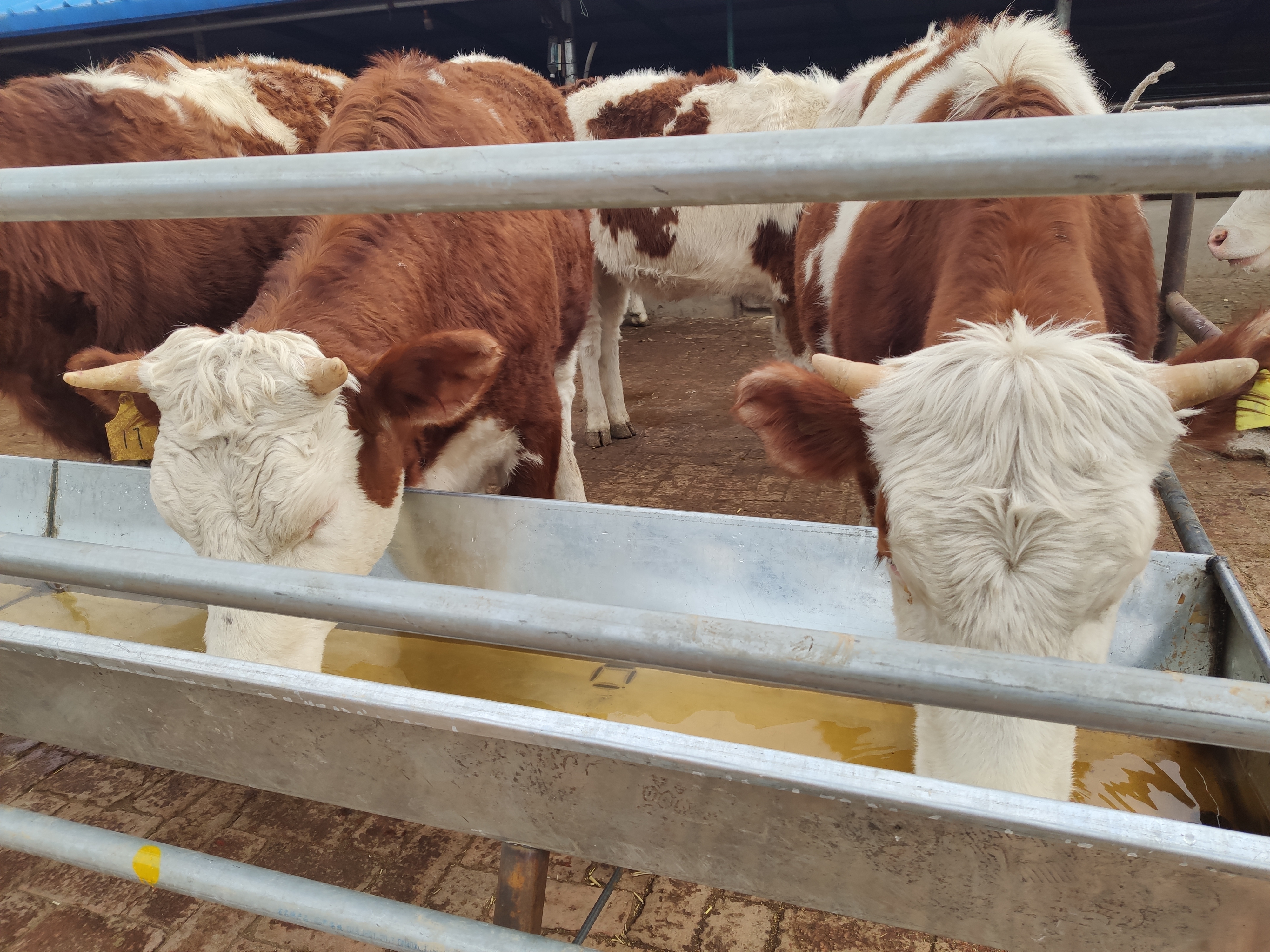 养母牛赚钱要靠什么,散养牛一般能赚多少钱呢视频