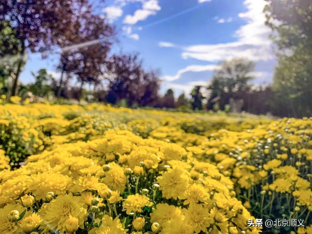 北京国际鲜花港菊花展购买门票,北京国际鲜花港菊花展