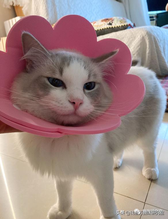 猫咪绝育生化检查坑人套路,猫绝育手术后的注意事项