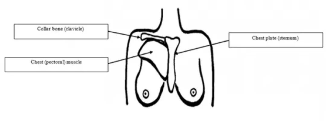 乳房中间位置疼痛是什么器官,乳房有些疼痛怎么回事
