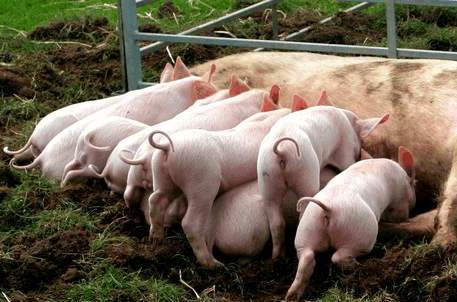 母猪胎衣不下还有猪吗,母猪胎衣不下怎么解决